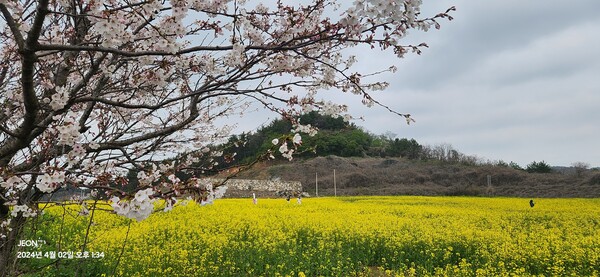 고흥만 유채밭에서 /송미옥