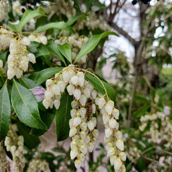 꽃에 취해 길을 잃었나~ 꽃이 피면 백 리 길도 달려오는 벌. 지인의 농장에서 /송미옥