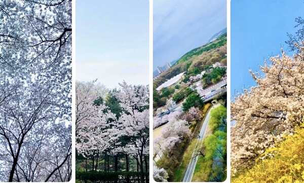 시간이 바람에 날려 가는 것인지, 바람이 시간을 따라가는지··· 훌쩍 떨어지는 벚꽃이 거꾸로 시절의 바람을 데리고 가는 걸 느끼며 걸어간 새벽 산책길에  몇 구절의 언어가 화들짝 내 선잠을 깨우며 찾아왔지요. /사진=최익준 