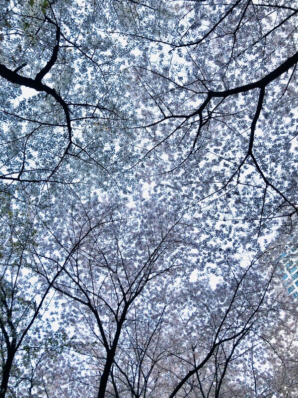 벚꽃 하나는 낙화의 허무를 바라본 산책자의 시선으로, 벚꽃 둘은 스스로 낙화하는 슬픔의 벚꽃의 시선으로, 벚꽃 셋은 이별과 만남을 바라본 시선으로 몇 개의 구절이 되어 나를 찾아 왔습니다. /사진=최익준