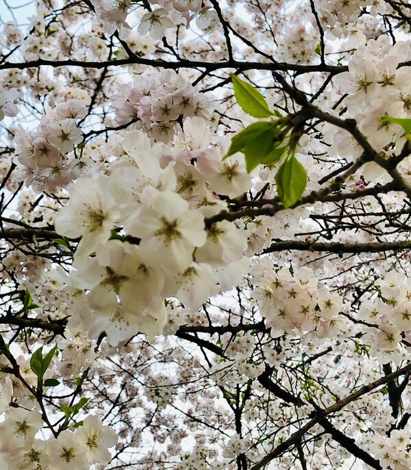 그럼에도 불구하고, 다시 찾아올 이별을 영원히 만나야 할 우리는 벚꽃의 진리 /사진=최익준