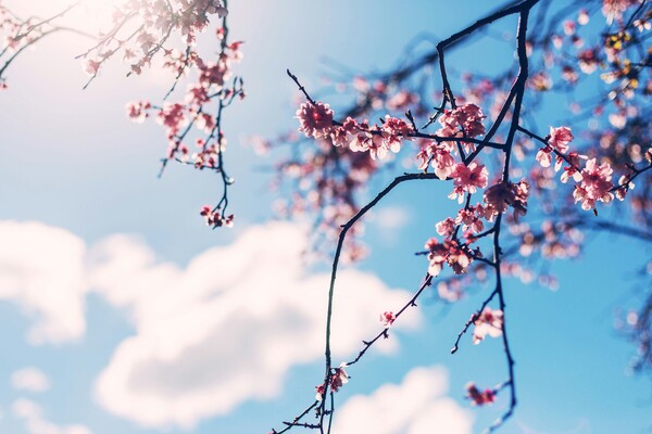 딸아이는 분명 교실 앞 벚꽃을 바라보며 시 한 편을 필사했을 것이다. /사진= Jason Leung on unsplash