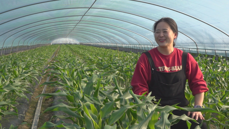 강 씨가 초당옥수수 밭에서 인터뷰를 하고 있다. /이민경 PD