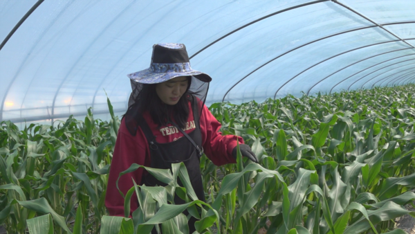 강 씨가 부모님과 함께 곁순을 제거하고 있다. 그는 귀농 2년차라 부모님께 일을 배우고 있다. /이민경 PD