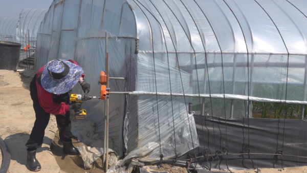 강 씨가 곁순 제거 작업 전 비닐하우스에 공기가 통하게끔 비닐을 걷고 있다. /이민경PD