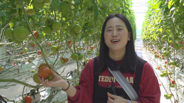 강윤영(37) 씨는 청년 농부로 밀양 스마트팜에서 토마토 재배 실습도 하고 있다. /이민경 PD