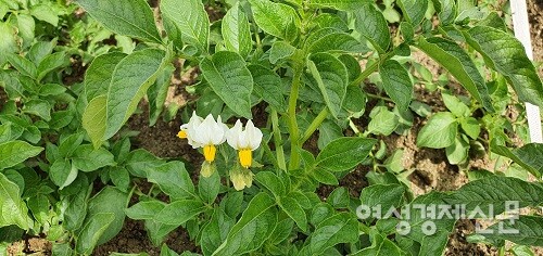 예쁘게 핀 감자꽃. 그러나 꽃도 열매도 쓰임 받지 못한다. /박종섭