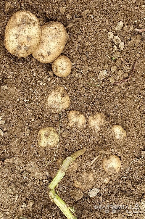 가을에 수확할 감자 /박종섭