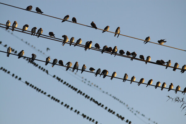 떠나기 한 달 전 제주도에서 잠시 숨고르기를 하는 제비 떼들~ /게티이미지뱅크