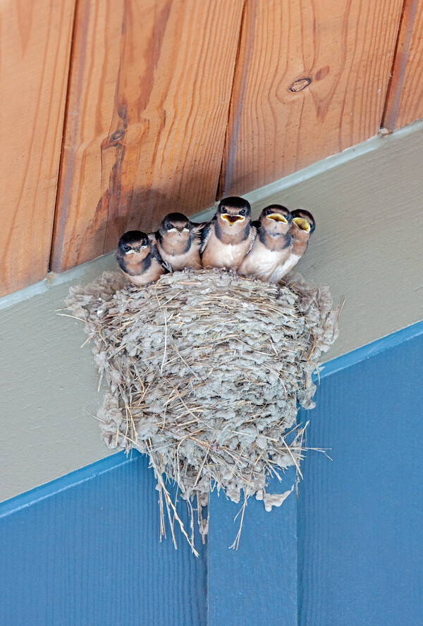 생명의 신비로움을 느끼게 해주는 제비 새끼들 /게티이미지뱅크