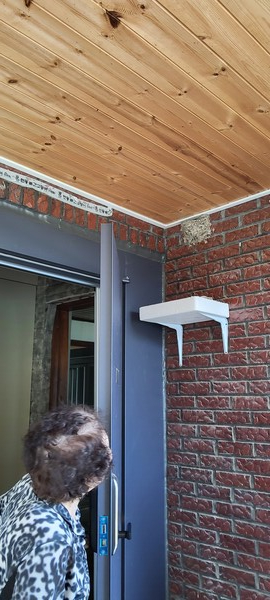 앞집 현관에 살기로 한 '작년에 왔던~' 제비들은 반갑기도 하고 한편으론 현관 입구를 지저분하게 만드니 밉기도 한 애증의 관계다. /송미옥