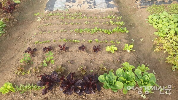 텃밭은 작은 실험실이다. /박종섭