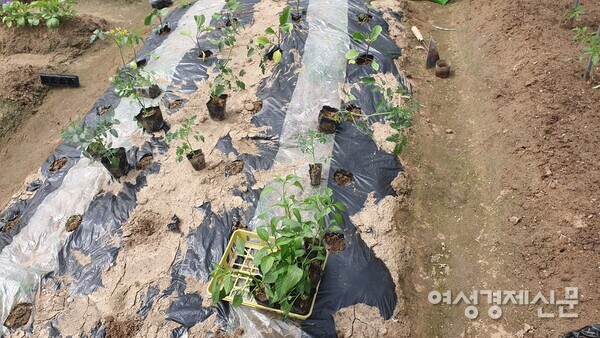 텃밭은 물가를 느끼는 경제 현장이다. /박종섭
