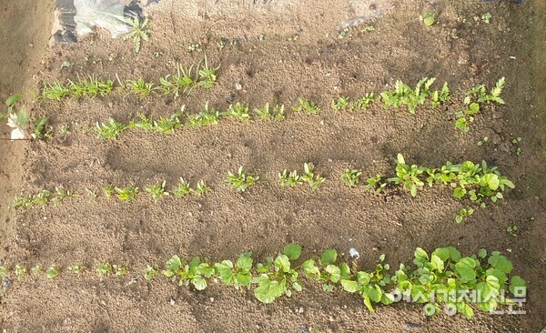 새싹도 연구 대상이다. /박종섭