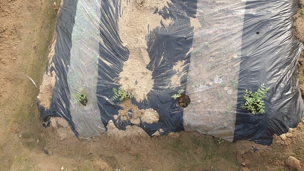 병아리콩의 놀라운 성장력 /박종섭