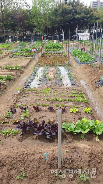 열매채소 식재를 끝으로 비로소 완성된 텃밭 /박종섭