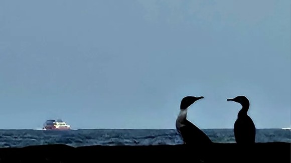 마주 바라보고 있는 바다 가마우지 /사진=한익종