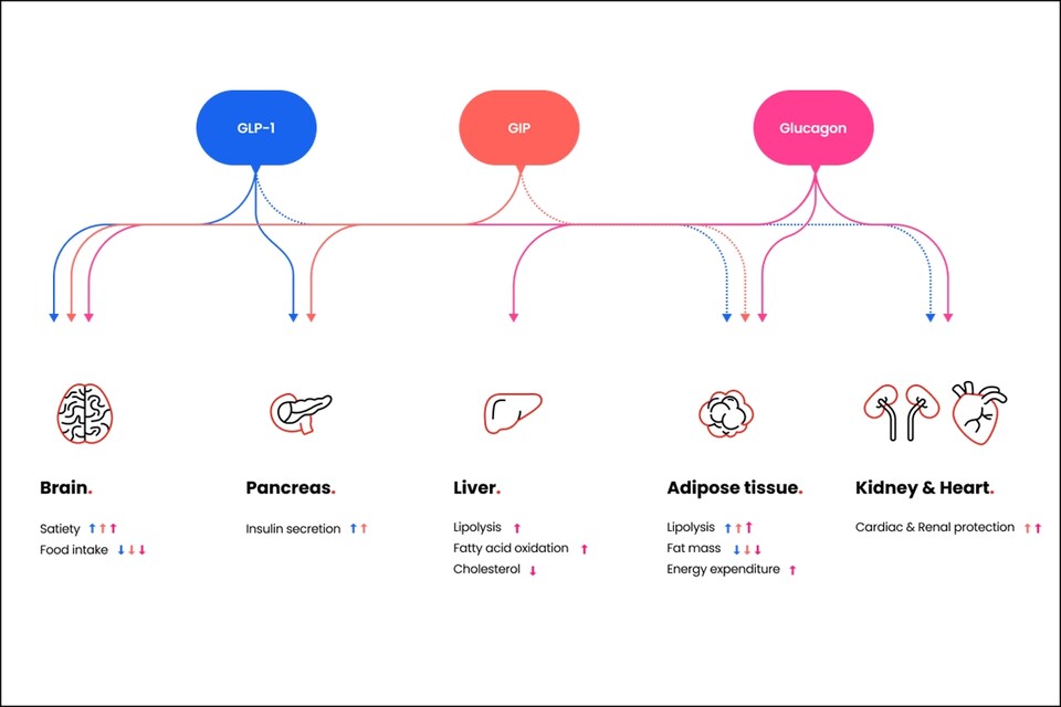 차세대 비만치료 삼중작용제 HM15275 /한미약품