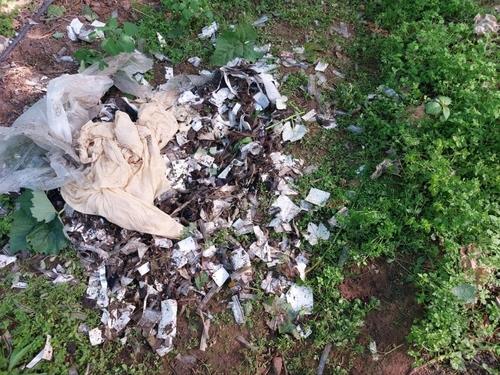 29일 오전 경북 영천시 대전동 한 포도밭에서 북한이 날려 보낸 것으로 추정되는 '오물 풍선'이 발견됐다. /연합뉴스