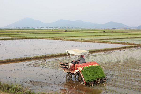 많은 사람이 여러 날에 걸쳐서 했던 모심기, 요즘은 기계가 들어가서 한나절에 끝낸다. /게티이미지뱅크