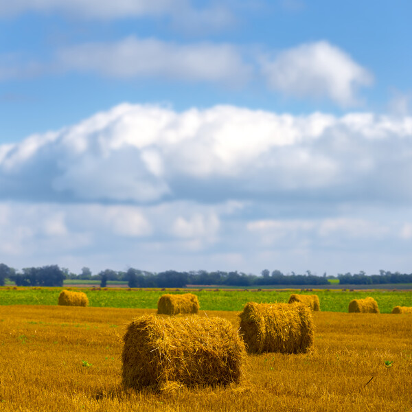 요즘 논농사는 모심기부터 수확까지 모두 기계로 끝낸다. /게티이미지뱅크