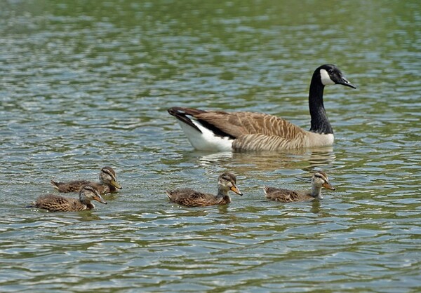 귀여운 새끼 오리들이 엄마를 따라 유유히 물 위를 헤엄친다. 엄마가 보여주는 그대로 따라 하면 빠르고 정확하게 헤엄칠 수 있겠지요? /픽사베이