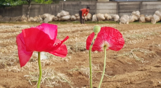 밭 언저리에 핀 개양귀비꽃과 노파 /사진=한익종