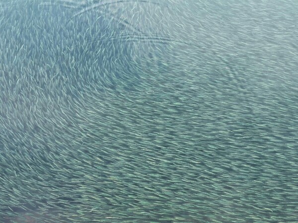 천적의 공격으로부터 자신들을 방어하기 위한 멸치 떼의 군무 /사진=한익종