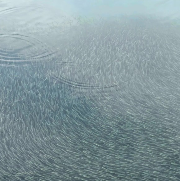 멸치 떼의 군무 /한익종