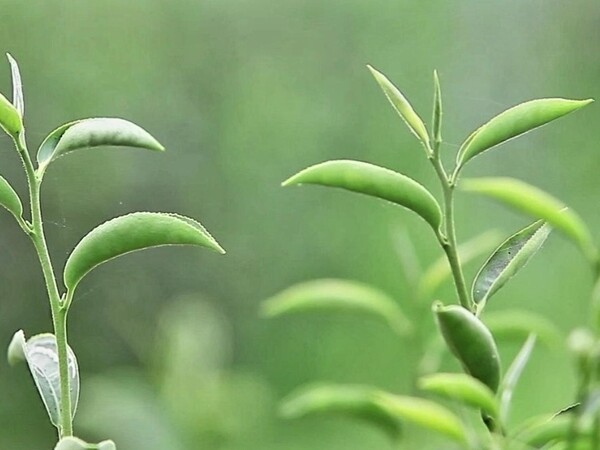 차나무는 봄이 되면 싹을 내는데 사람은 야멸차게 잎이 제대로 피기 전에 따내어 차를 만든다. 차 종류 중 청차는 자란 잎으로 차를 만들지만 대부분은 어린잎으로 만들어야 고급 차가 된다. 이른 봄 찻잎으로 만든 첫물차를 마셔보면 지유(地乳)라고 하는 의미를 알 수 있는 듯하다. 차는 땅이 내리는 소중한 양분이라 하지 않으랴. /김정관