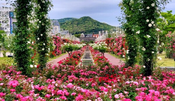 '그랜드 로즈 가든'의 모습 /사진=양은심