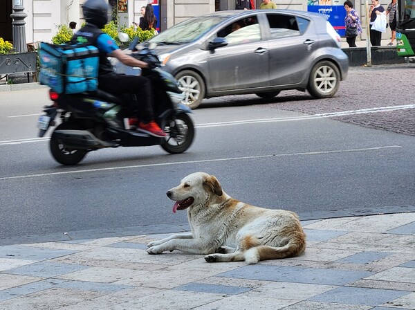 조지아 첫인상이 된 길거리 개. 인간 문명과 질서를 잘 이해하고 공존하는 느낌이었다. /박헌정