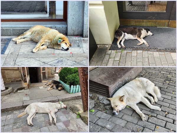 주로 대형견들이라 위협이 될 만도 하지만, 대부분 조용히 돌아다니거나 그늘에서 잔다. /박헌정