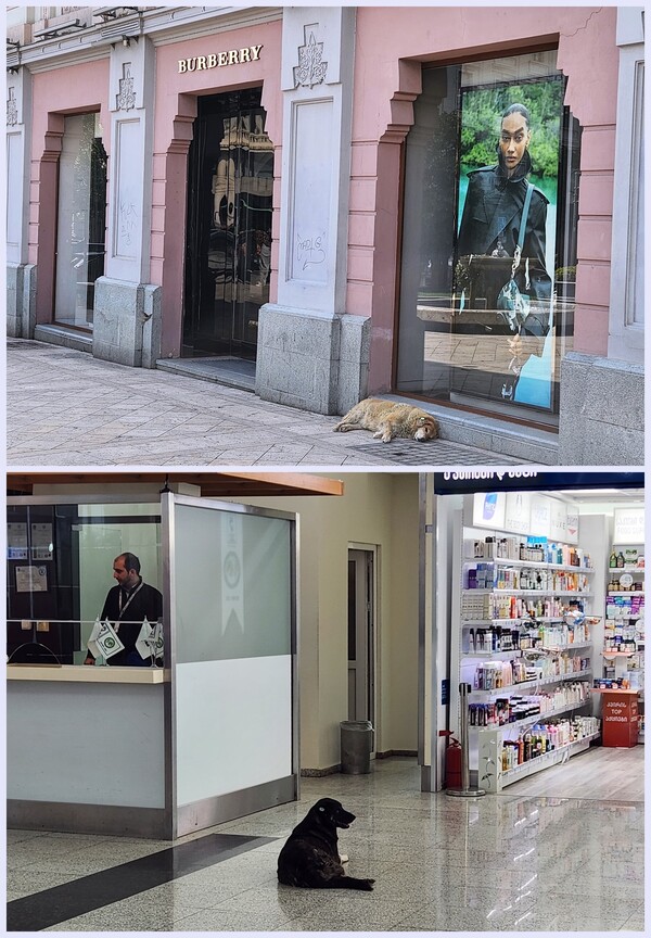 명품 매장 앞에서 자원봉사 근무 중인 개와 공항 청사에서 쉬는 개 /박헌정