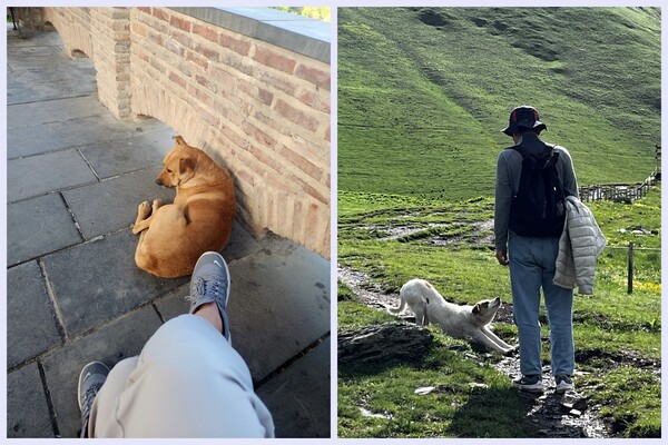 기본적으로 개와 인간은 친하다. 주인이 없는 개라고 하더라도 사람에게 보이는 다정함은 여전하다. /박헌정