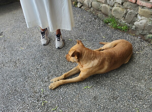 길거리 개와 관련한 최대 문제는 '안전'이다. 현지 분위기를 무시한 채 우리 식으로 다가가면 위험할 수 있다. /박헌정