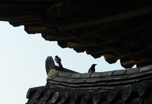 궁궐의 추녀마루 끝에 앉은 까치 부부 /사진=한익종