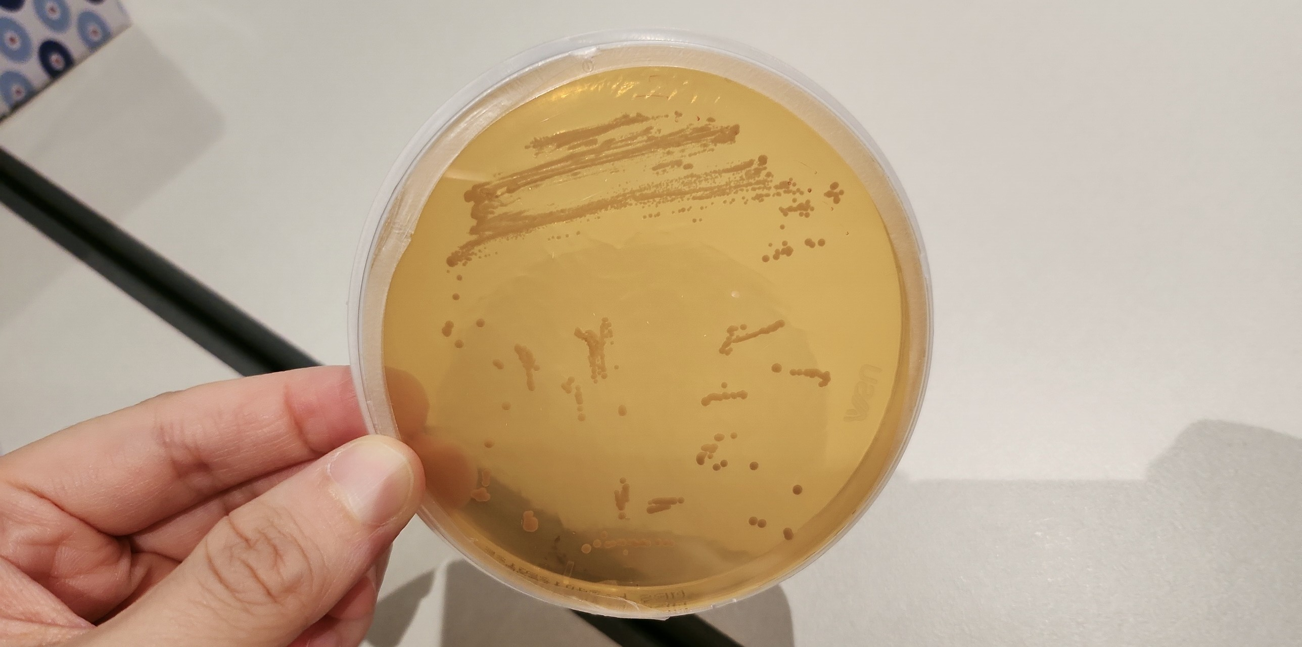 배양 중인 ‘프로바이오틱스 균주’ 샘플 /류빈 기자