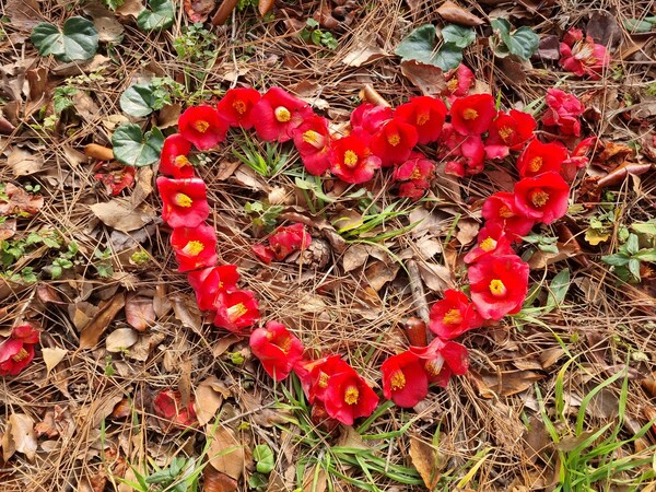 자작나무와 동백의 눈꽃을 그리다 보면 틀림없이 겨울은 /내가 꿈꾸는 사계의 겨울을 다시 볼 거라 믿는다 말이지 /난 오늘의 여름을 허투루 보낼 수 없어 꼿꼿이 앉아 시를 쓴다 말이지 /사진=최익준