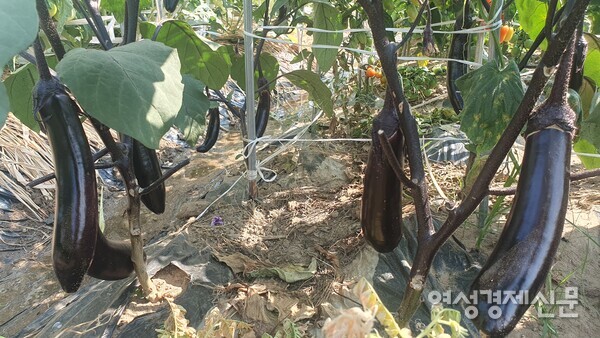 주렁주렁 미끈하게 잘 자란 가지 /박종섭