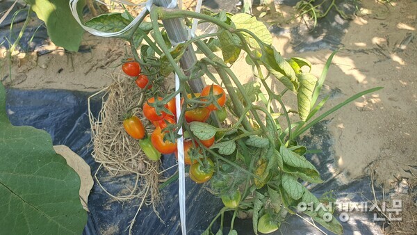 붉게 익어가는 방울토마토 /박종섭