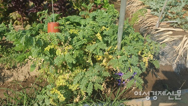 병아리콩 넝쿨 /박종섭