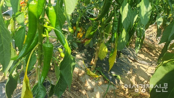 싱싱한 고추는 식탁에 귀한 식품이다. /박종섭