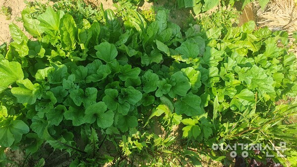 텃밭의 채소와 열매채소는 식탁을 풍성하게 한다. /박종섭