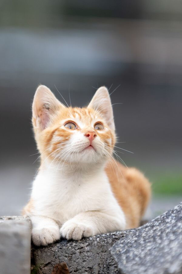 사고 친 우리 집 들고양이 '치즈'를 닮았다. /게티이미지뱅크