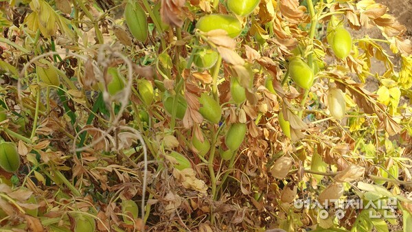 수확을 앞둔 병아리콩 /박종섭