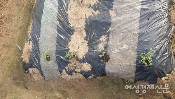 놀라운 성장력을 보이는 병아리콩 /박종섭