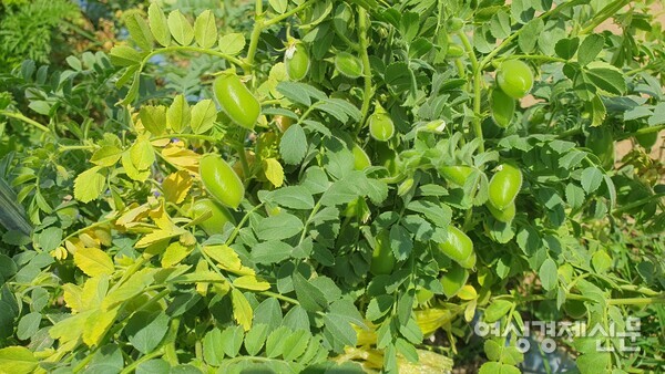 왕성한 덩굴 모습 /박종섭