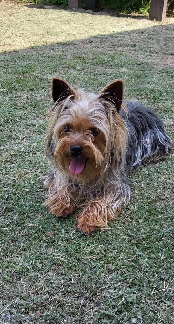 방에서 사뿐히 걸어 다닐 귀족 출신견이지만 마당에서 신나게 뛰어노는 우리집 쫑이 /사진=송미옥