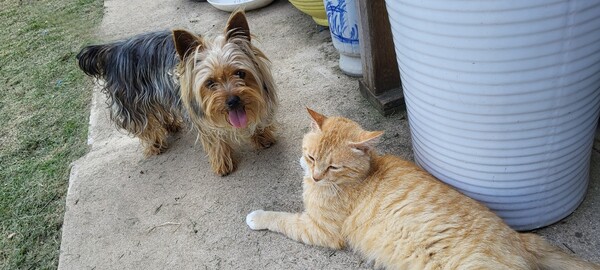 고양이가 귀찮을 만큼 졸졸 따라다니며 같이 행동하는 두 녀석이다. 쫑이와 치즈의 망중한 /사진=송미옥